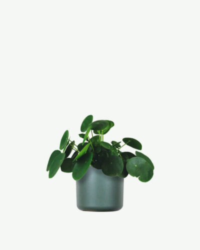 Pilea Peperomioides