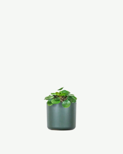 Peperomia Lemon Lime