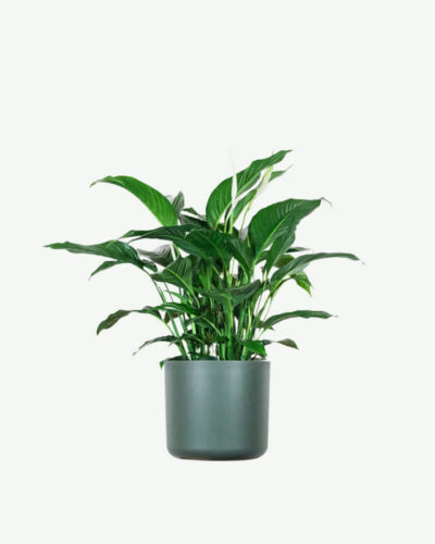 Spathiphyllum