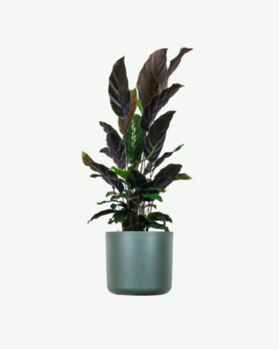 Calathea Rufibarba