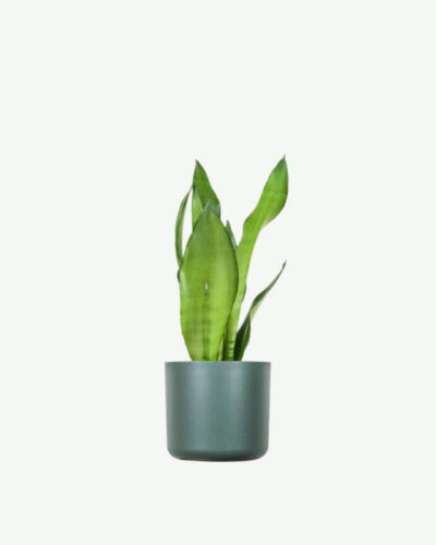 Sansevieria Golden Flame